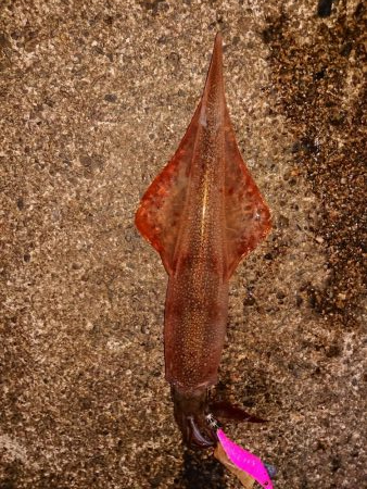 ウネリの中良型揃い