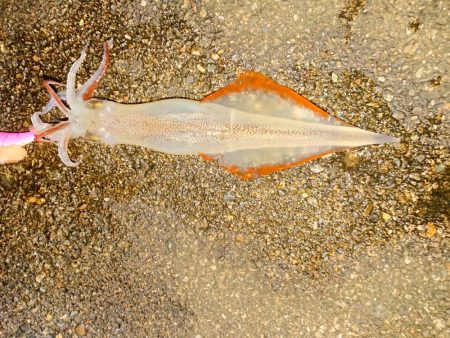浮釣とせめぎ合い