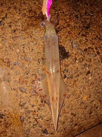 気持ちいい釣り日和