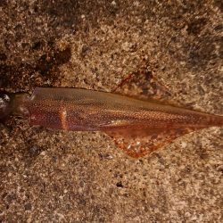 ウネリの中良型揃い