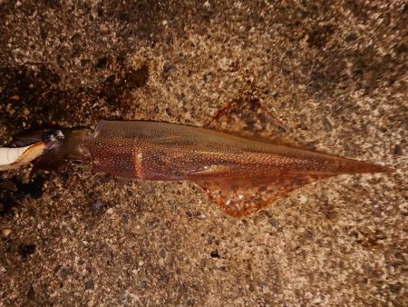 ウネリの中良型揃い