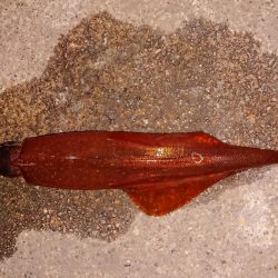 好状況ながら渋い