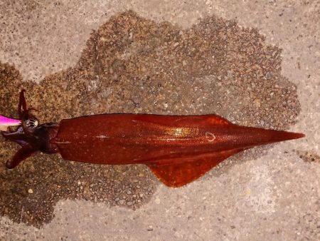 好状況ながら渋い