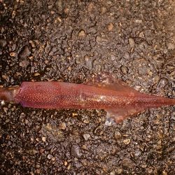 厳しくなりました