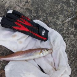 播磨新島で良型キスが釣れました