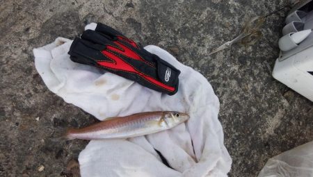 播磨新島で良型キスが釣れました