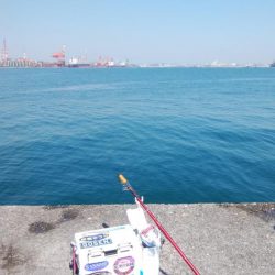 今朝も播磨新島へキス釣査