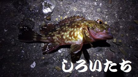 久しぶりに釣り。