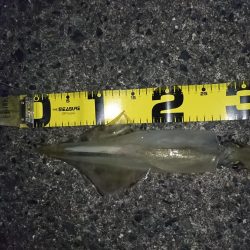 ヤリイカ釣り４