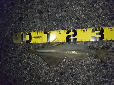 ヤリイカ釣り４