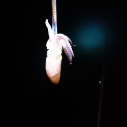 ヤリイカエギング５