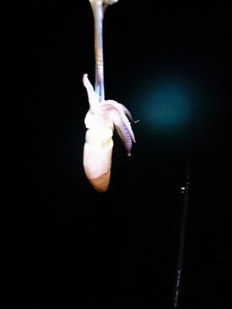 ヤリイカエギング５