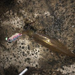 ヤリイカ自己記録更新！