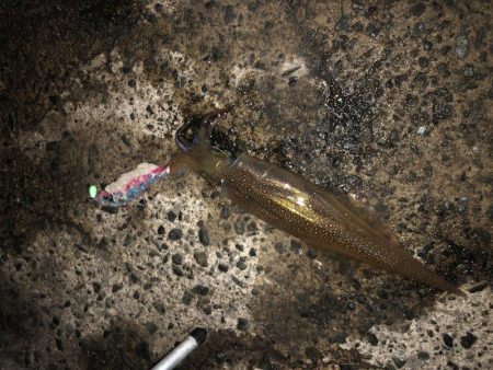 ヤリイカ自己記録更新！