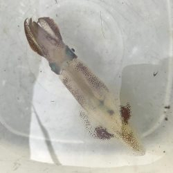 アオリイカを求めて