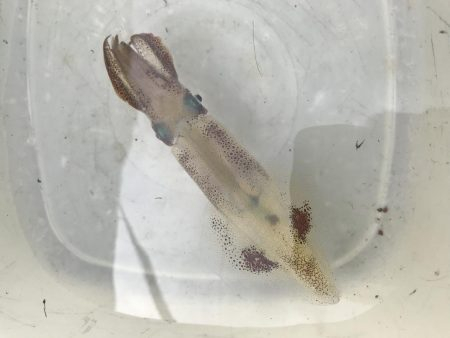 アオリイカを求めて