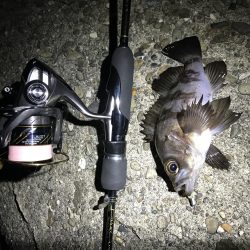 なんとかメバル