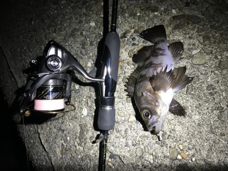 なんとかメバル