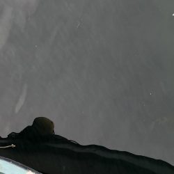 イナの大群襲来