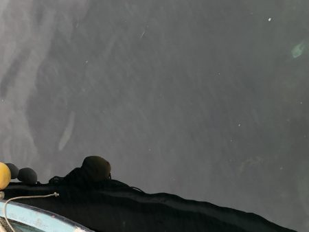 イナの大群襲来