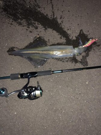 イカが食べたくて…