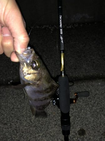 NEWのロッド鱗付けに