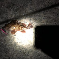 メバルはどこへpart2