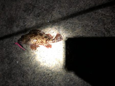 メバルはどこへpart2