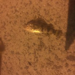 メバルはどこだーw