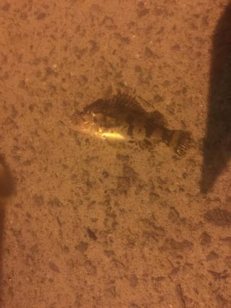 メバルはどこだーw