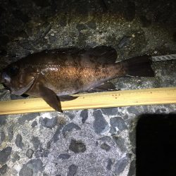 パイセンとメバル プラグ縛り