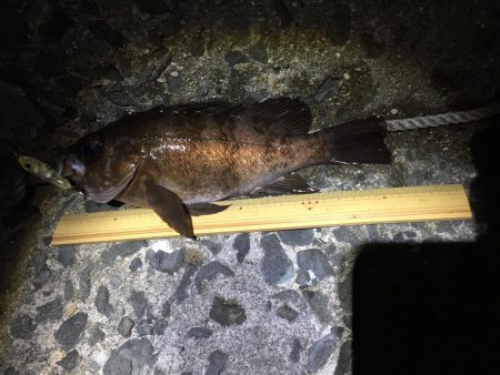 パイセンとメバル プラグ縛り