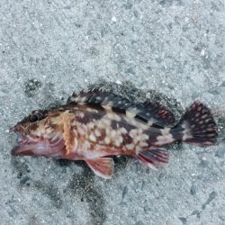 堤防での五目釣り挑戦