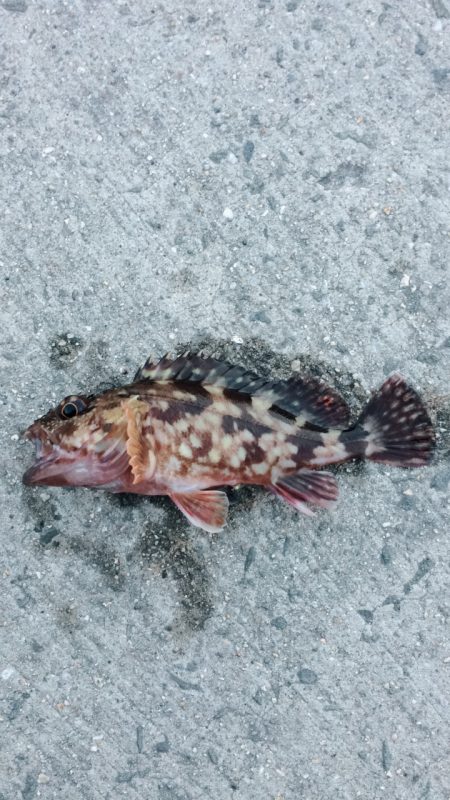 堤防での五目釣り挑戦