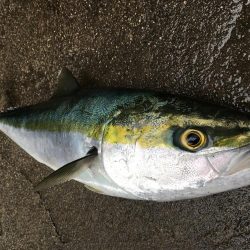 やっと釣れた