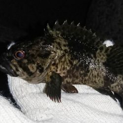 メバリング不調