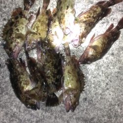 ガシラは元気です