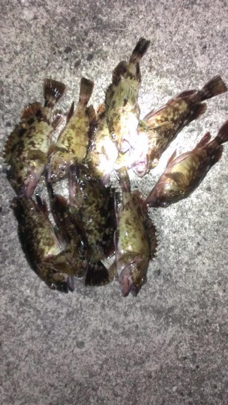 ガシラは元気です