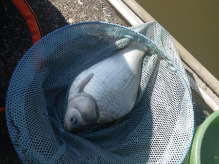 両グルテン　バランス底釣り　