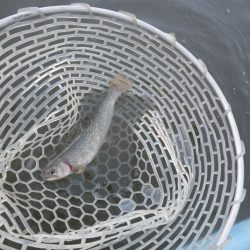 ラインブレイク！