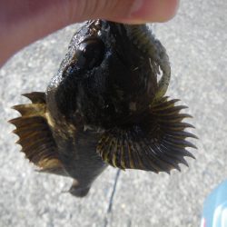 12時間耐久ライトロック