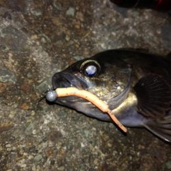 釣れたり釣れなかったり