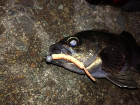 釣れたり釣れなかったり