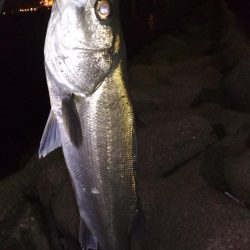 メバル☆スズキ☆メバル