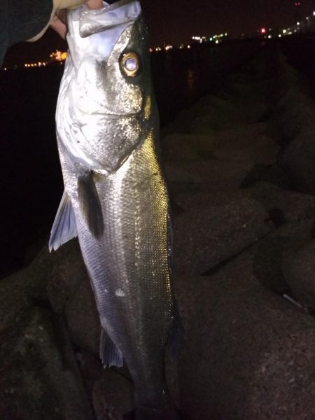 メバル☆スズキ☆メバル