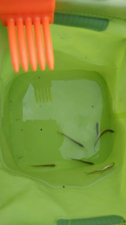 二年振りの余呉湖