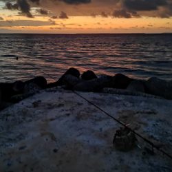 今日も強風で渋いです。