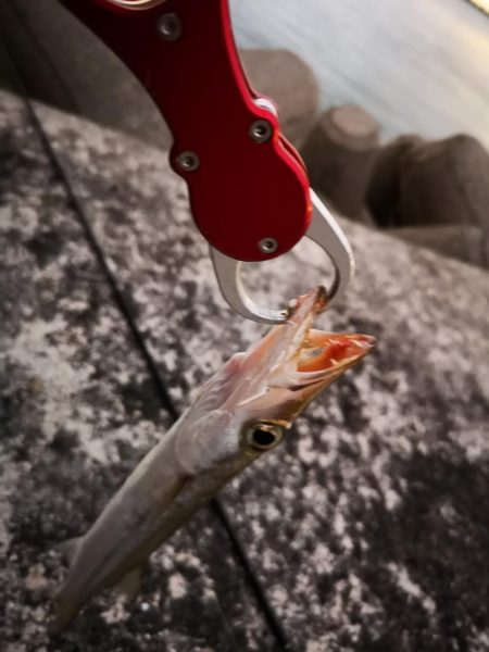 今朝もオオメカマス