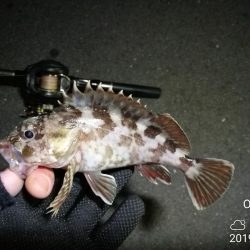 南港カモメ大橋ヘチ釣行 （ついに出た！歳無し！真チヌ 55cm！と ガシラ釣果有り）