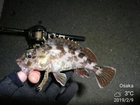 南港カモメ大橋ヘチ釣行 （ついに出た！歳無し！真チヌ 55cm！と ガシラ釣果有り）